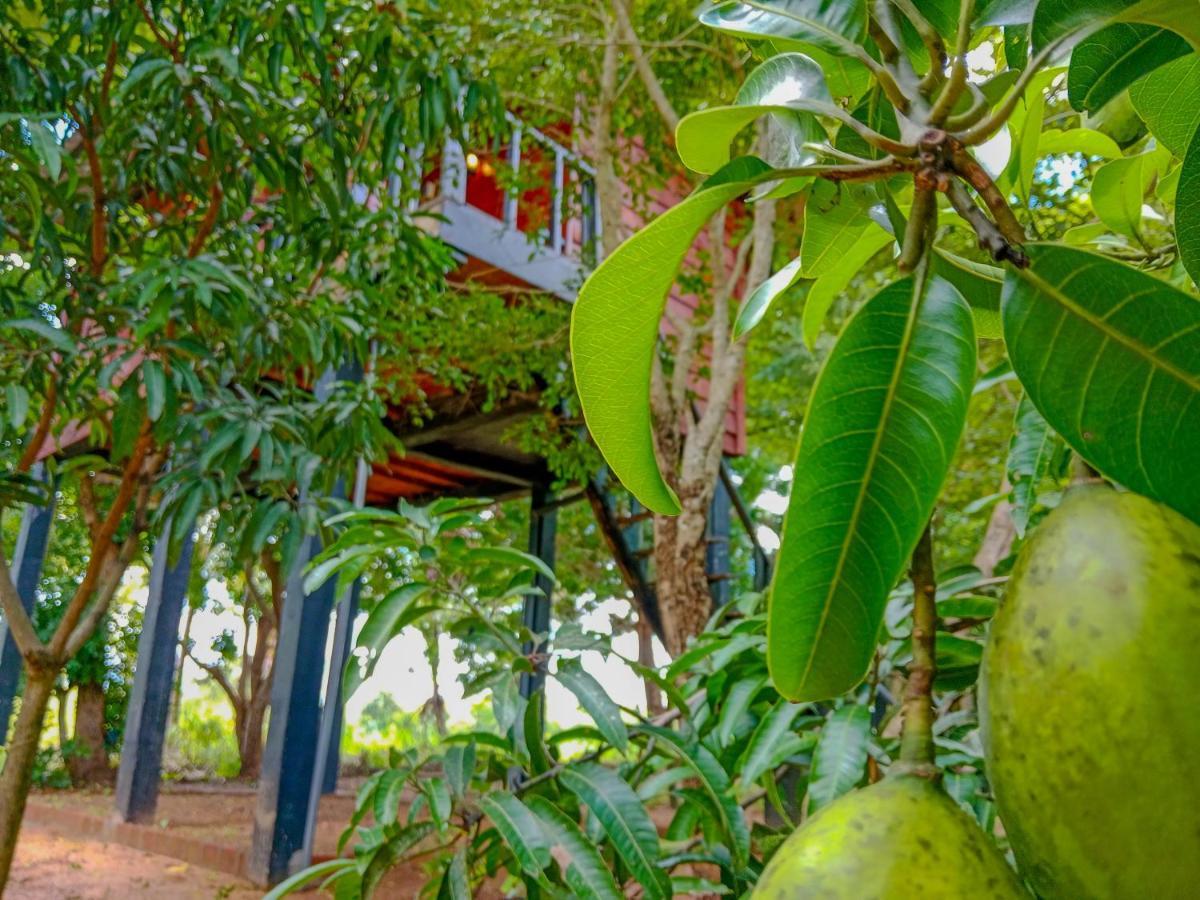Ceylon Amigos Eco Resort Szigirija Kültér fotó