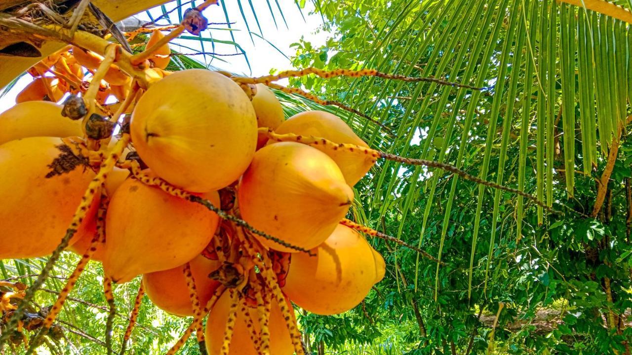 Ceylon Amigos Eco Resort Szigirija Kültér fotó