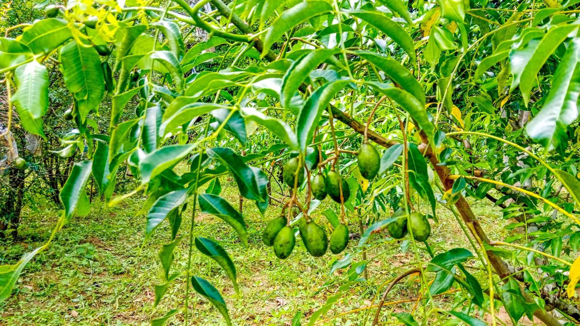 Ceylon Amigos Eco Resort Szigirija Kültér fotó